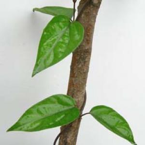 Gymnema Extract Gymnema Extract