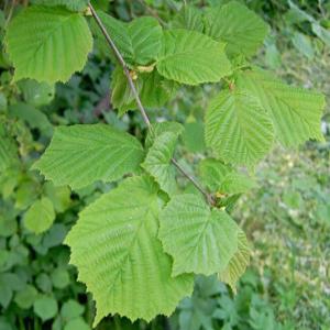 Hazel Leaves extract Hazel Leaves extract