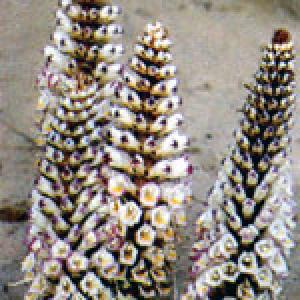 Herba Cistanches extract(Desertliving Cistanche extract) Herba Cistanches extract(Desertliving Cistanche extract)