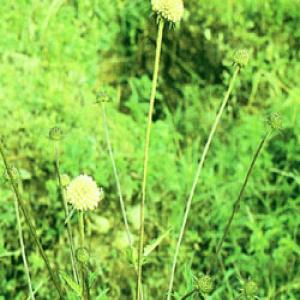Himalayan Teasel Root extract(Radix Dipsaci Extract) Himalayan Teasel Root extract(Radix Dipsaci Extract)