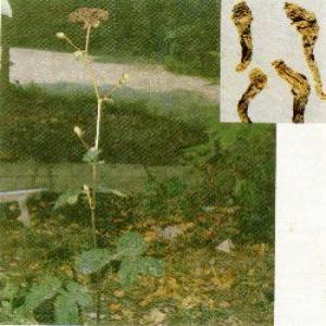 HogfenneI Root extract(Peucedanum root extract) HogfenneI Root extract(Peucedanum root extract)