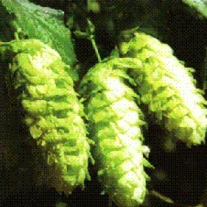 Hops Extract Hops Extract