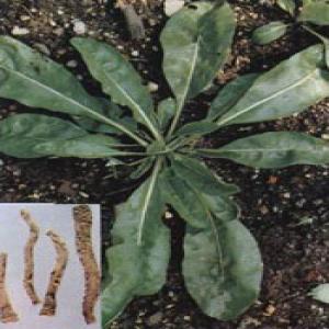 Isatis root extract Isatis root extract