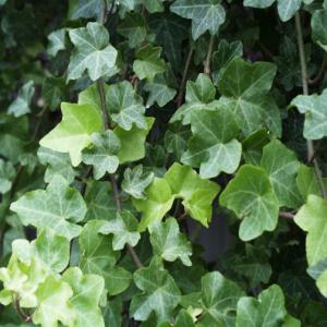 Ivy extract Ivy extract