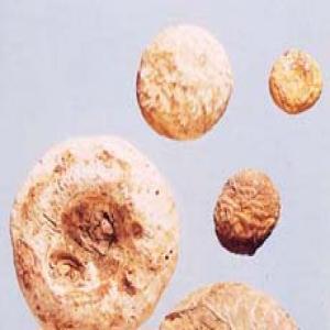 Jackinthepulpit Tuber Extract(Rhizoma Arisaematis Extract) Jackinthepulpit Tuber Extract(Rhizoma Arisaematis Extract)