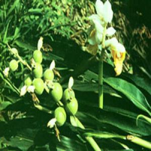 Katsumada Galangal Seed Extract Katsumada Galangal Seed Extract