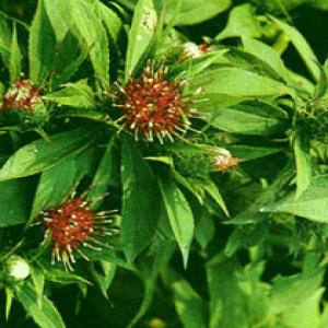 Langehead Atractylodes Rhizome Extract Langehead Atractylodes Rhizome Extract