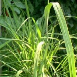 Lemongrass essential oil Lemongrass essential oil