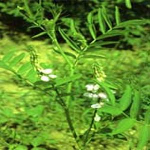 Licorice Extract Licorice Extract
