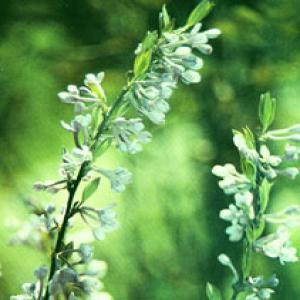 Lilac Daphne Flower Bud Extract(Flos Genkwa Extract) Lilac Daphne Flower Bud Extract(Flos Genkwa Extract)