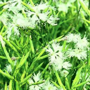 Lilac Pink Herb Extract(Herba Dianthi Extract) Lilac Pink Herb Extract(Herba Dianthi Extract)