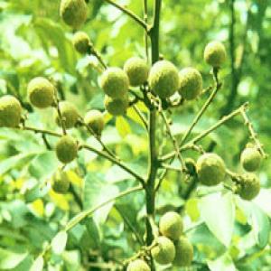 Longan Aril Extract(Arillus Longan Extract) Longan Aril Extract(Arillus Longan Extract)