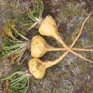 Peruvian ginseng extract(Maca extract) Peruvian ginseng extract(Maca extract)