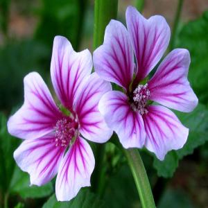 Mallow Extract Mallow Extract