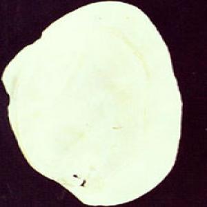 Nacre Extract Nacre Extract