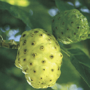 Noni extract(Great morinda extract) Noni extract(Great morinda extract)