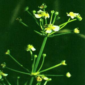 Oriental Waterplantain Rhizome Extract Oriental Waterplantain Rhizome Extract