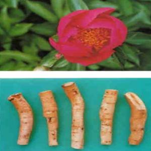 Peony Root Extract(Moutan root extract) Peony Root Extract(Moutan root extract)