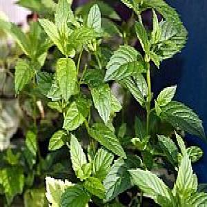 Peppermint extract Peppermint extract