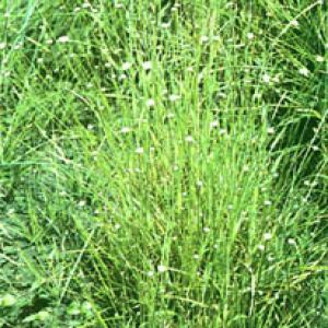 Pipewort Flower Extract(Flos Eriocauli Extract) Pipewort Flower Extract(Flos Eriocauli Extract)