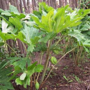 Podophyllotoxin (podofilox) Podophyllotoxin (podofilox)