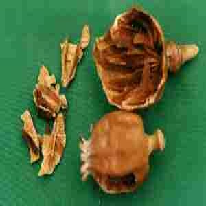 Poppy Capsule Extract (Pericarpium papaveris extract) Poppy Capsule Extract (Pericarpium papaveris extract)