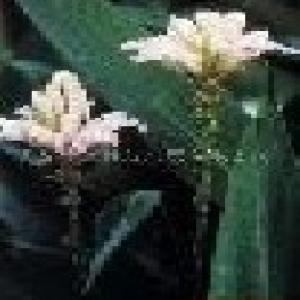 Psoralea corylifolia Extract Psoralea corylifolia Extract