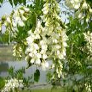 Quercetin Quercetin