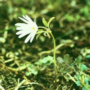 Radde Anemone Rhizome Extract Radde Anemone Rhizome Extract