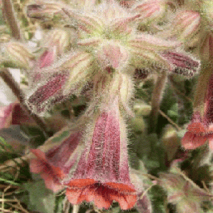 Rehmannia Extract(Chinese Foxglove extract) Rehmannia Extract(Chinese Foxglove extract)