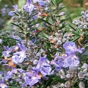 Rosemary extract Rosemary extract