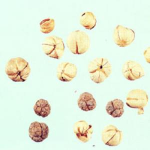 Round Cardamon Fruit Extract(Fructus Amomi Rotundus Extract) Round Cardamon Fruit Extract(Fructus Amomi Rotundus Extract)