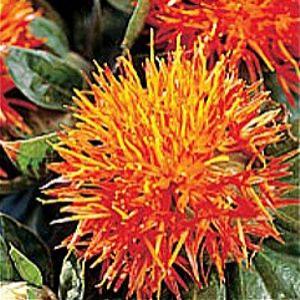 Safflower Oil Safflower Oil