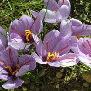 Saffron crocus extract(Saffron extract) Saffron crocus extract(Saffron extract)