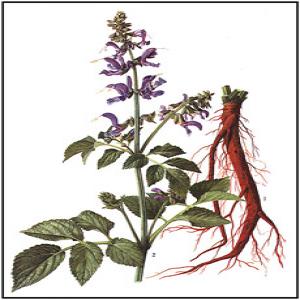 Salvia miltiorrhiza extract(Danshen Root extract) Salvia miltiorrhiza extract(Danshen Root extract)