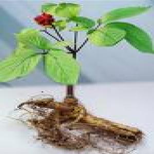 Siberian Ginseng Extract(Eleuthero extract) Siberian Ginseng Extract(Eleuthero extract)