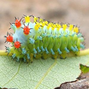 Silk moth extract Silk moth extract