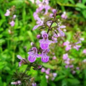 Stachyose Extracts Stachyose Extracts
