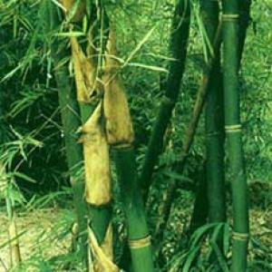 Tabasheer Extract Tabasheer Extract