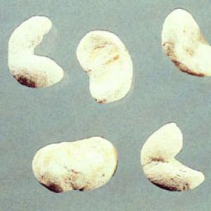 Thunberg Fritillary Bulb Extract(Bulbus Fritillariae Thunbergll Extract) Thunberg Fritillary Bulb Extract(Bulbus Fritillariae Thunbergll Extract)
