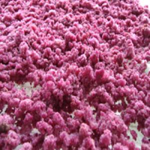 Tissue culture of Saussurea involucrata Tissue culture of Saussurea involucrata