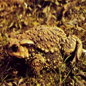 Toad Venom Extract(Venenum Bufonis Extract) Toad Venom Extract(Venenum Bufonis Extract)