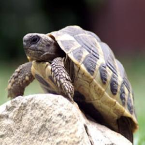 Tortoise extract(Turtle extract) Tortoise extract(Turtle extract)