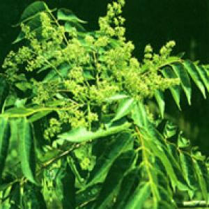 Tree-of-heaven Bark Extract(Cortex Ailanthi Extract) Tree-of-heaven Bark Extract(Cortex Ailanthi Extract)