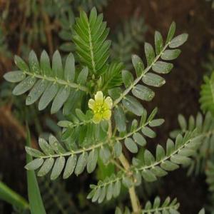 Tribulus terrestris extract(Puncturevine extract) Tribulus terrestris extract(Puncturevine extract)