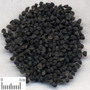 Tuber Onion Seed extract(Leek seed Extract) Tuber Onion Seed extract(Leek seed Extract)