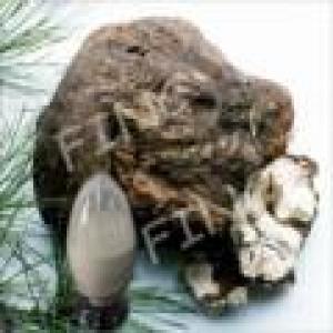 Tuckahoe Extract(Poria Cocos Extract) Tuckahoe Extract(Poria Cocos Extract)