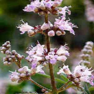 Vitex Extract(Chasteberry Extract) Vitex Extract(Chasteberry Extract)