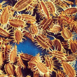 Wild Carrot Fruit Extract(Fructus Carotae Extract) Wild Carrot Fruit Extract(Fructus Carotae Extract)