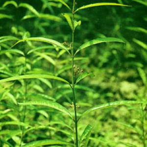 Willowleaf Swallowwort Rhizoma Extract(Rhizoma Cynanchi Stauntonii Extract) Willowleaf Swallowwort Rhizoma Extract(Rhizoma Cynanchi Stauntonii Extract)